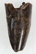 Eryops Tooth From Oklahoma - Giant Permian Amphibian #33538-1
